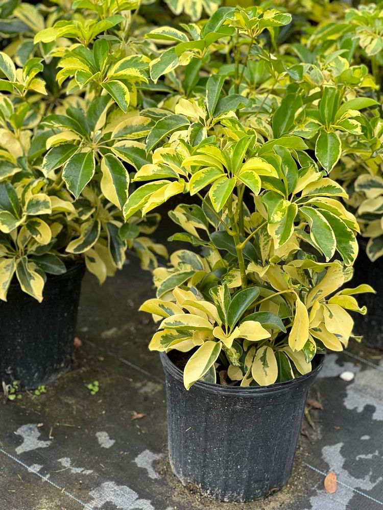schefflera-arboricola-dazzle-umbrella-tree