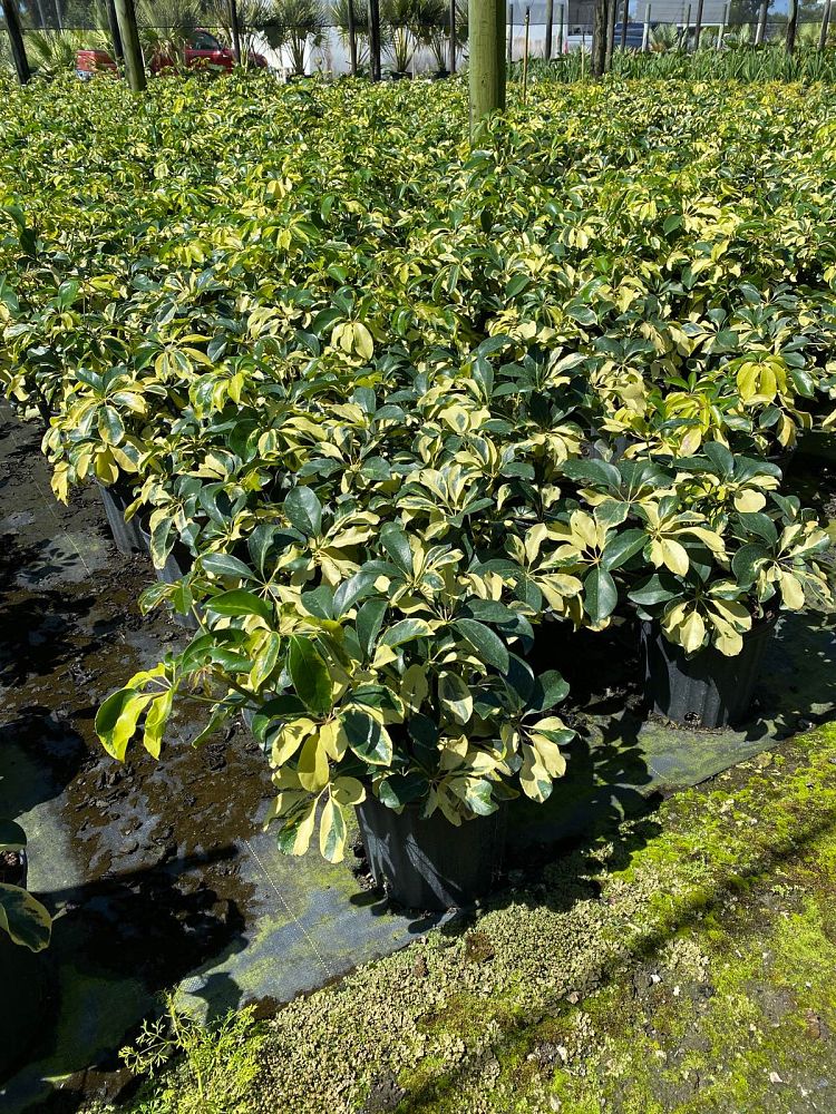 schefflera-arboricola-dazzle-umbrella-tree