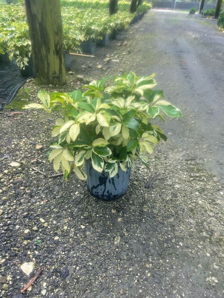 schefflera-arboricola-dazzle-umbrella-tree