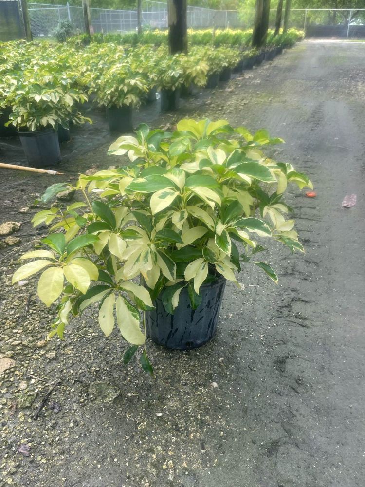 schefflera-arboricola-dazzle-umbrella-tree