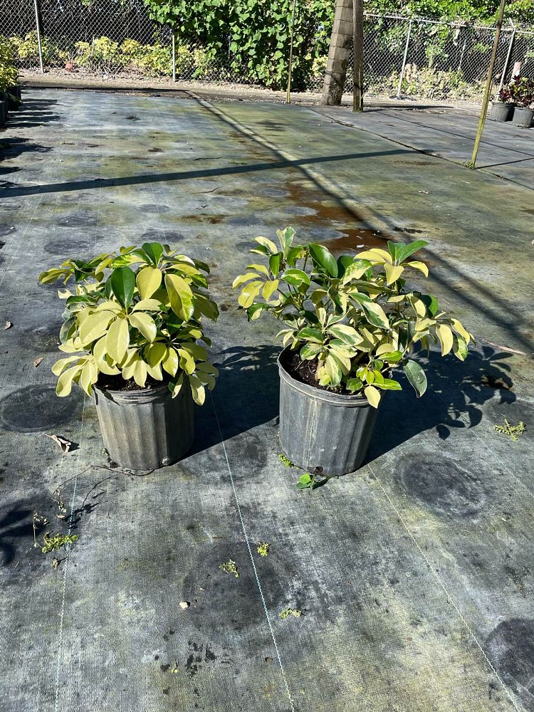 schefflera-arboricola-dazzle-umbrella-tree