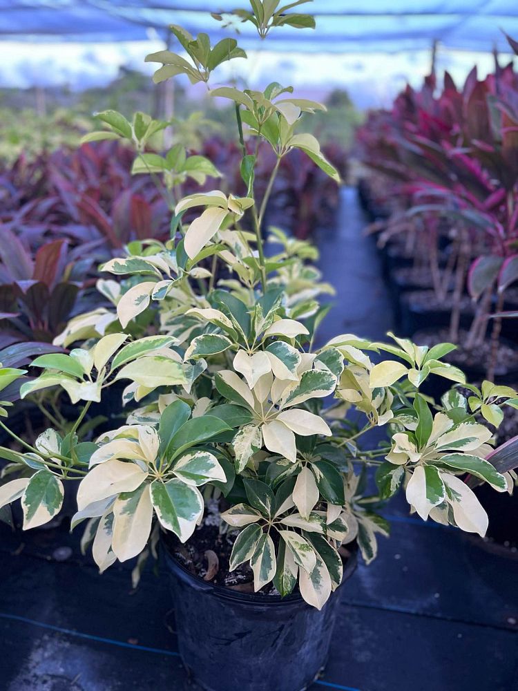schefflera-arboricola-dazzle-umbrella-tree