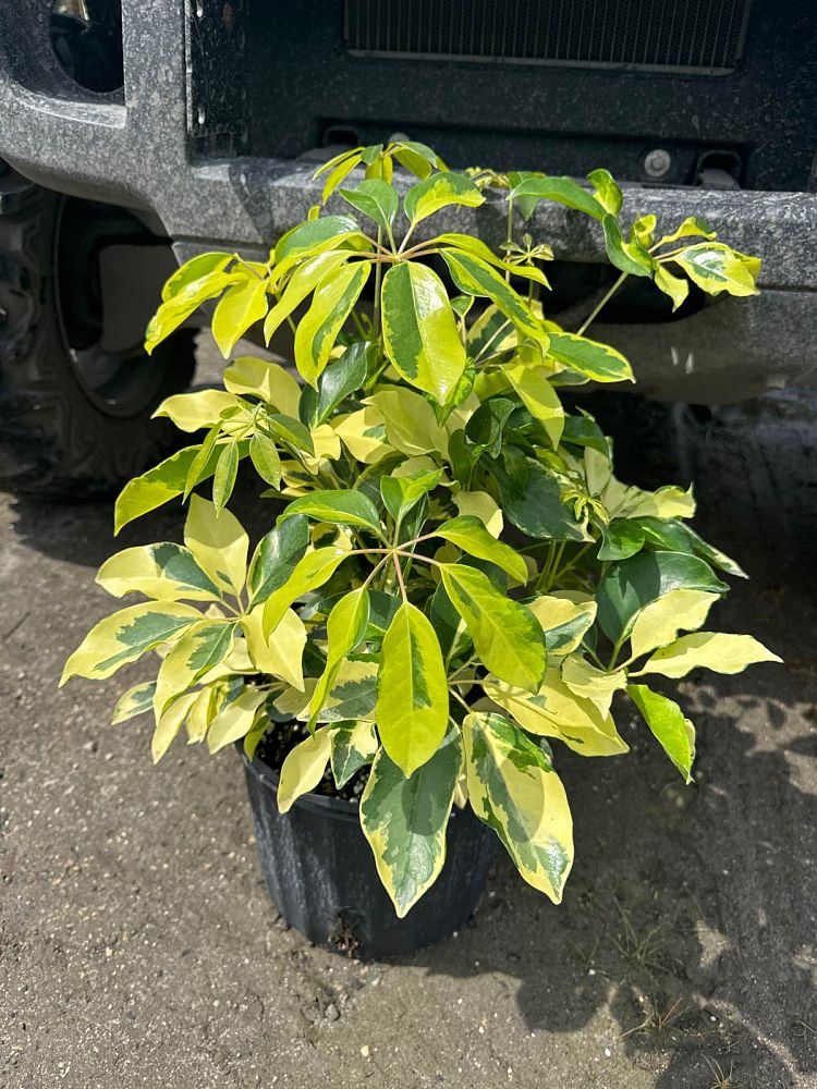 schefflera-arboricola-dazzle-umbrella-tree