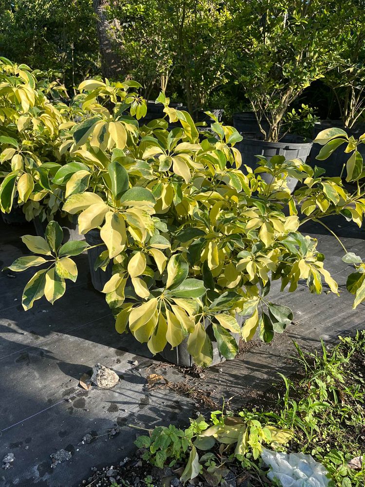 schefflera-arboricola-dazzle-umbrella-tree