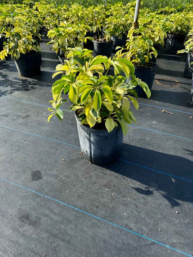 schefflera-arboricola-dazzle-umbrella-tree