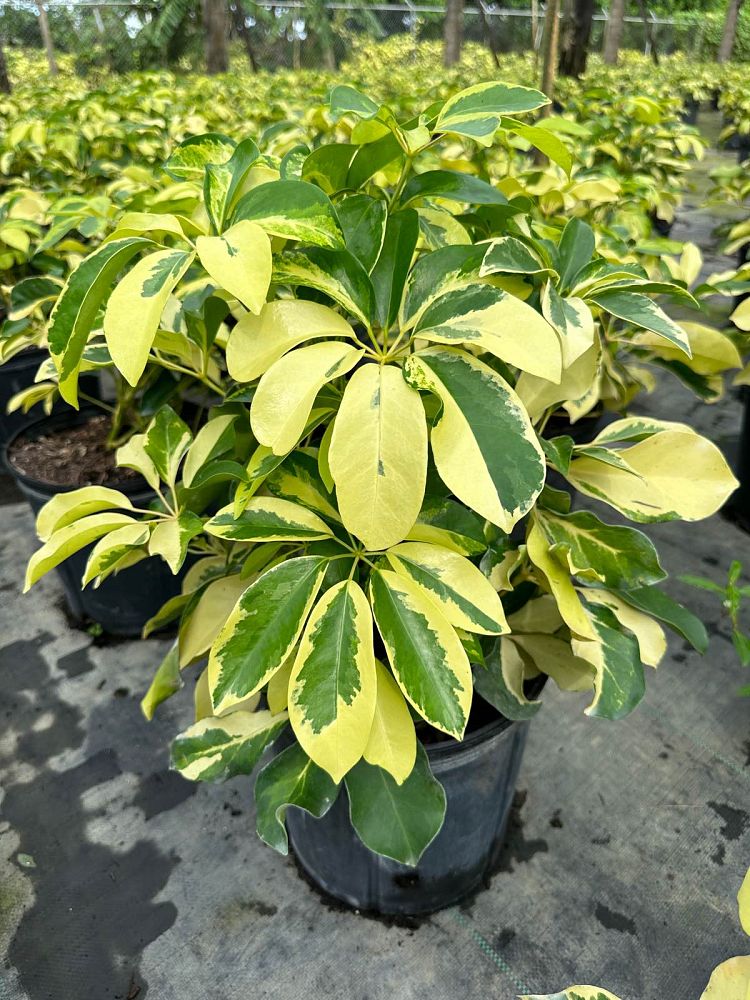 schefflera-arboricola-dazzle-umbrella-tree