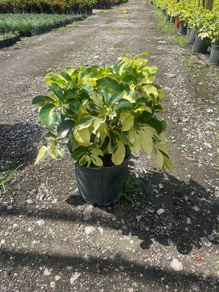 schefflera-arboricola-dazzle-umbrella-tree