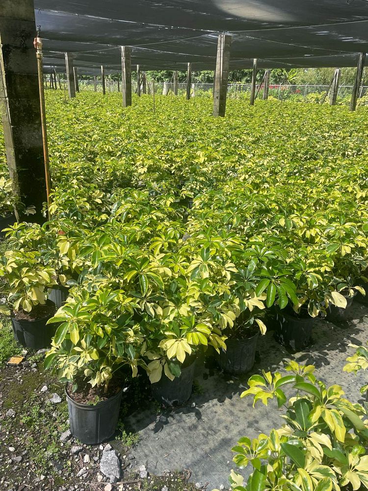 schefflera-arboricola-dazzle-umbrella-tree
