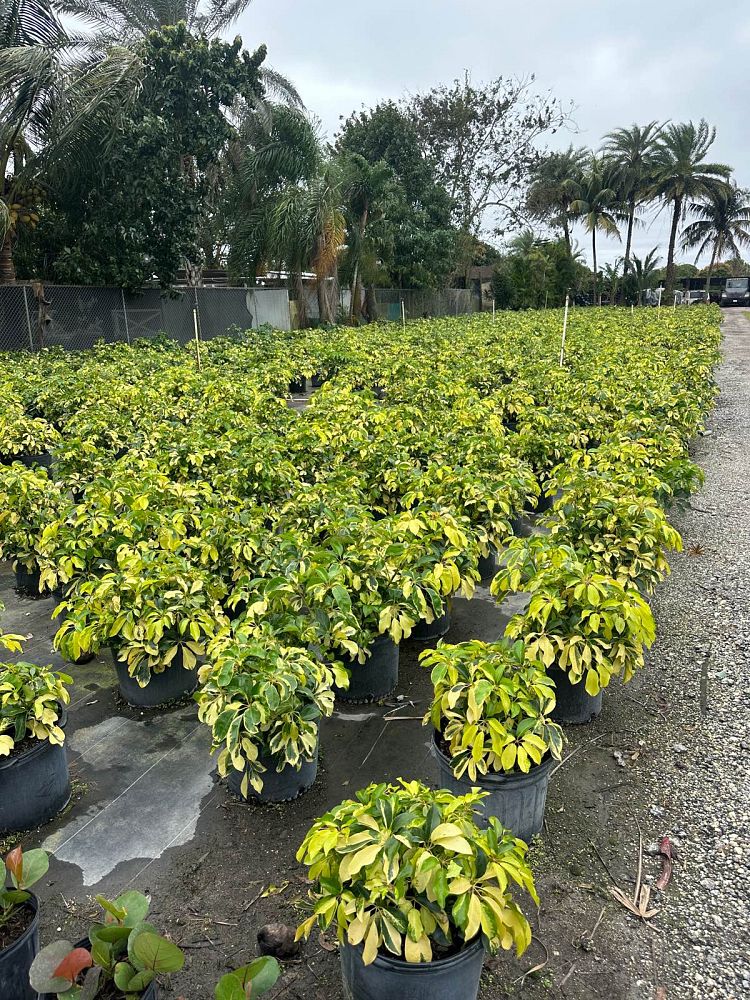 schefflera-arboricola-dazzle-umbrella-tree
