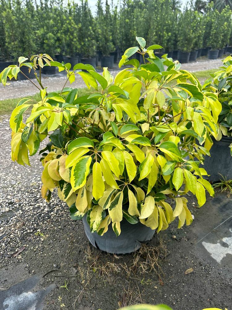 schefflera-arboricola-dazzle-umbrella-tree