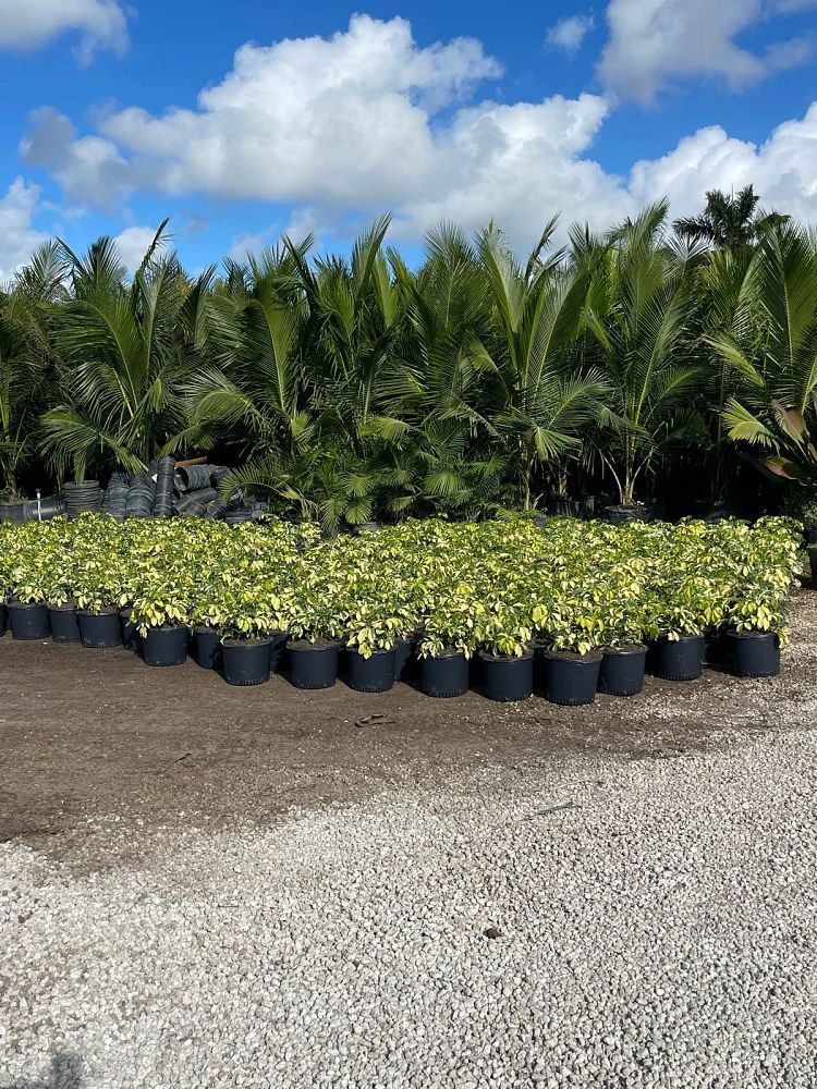 schefflera-arboricola-dazzle-umbrella-tree