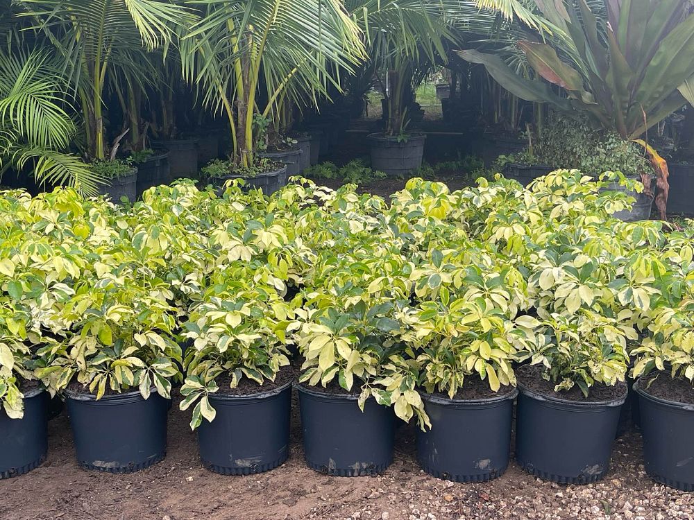 schefflera-arboricola-dazzle-umbrella-tree