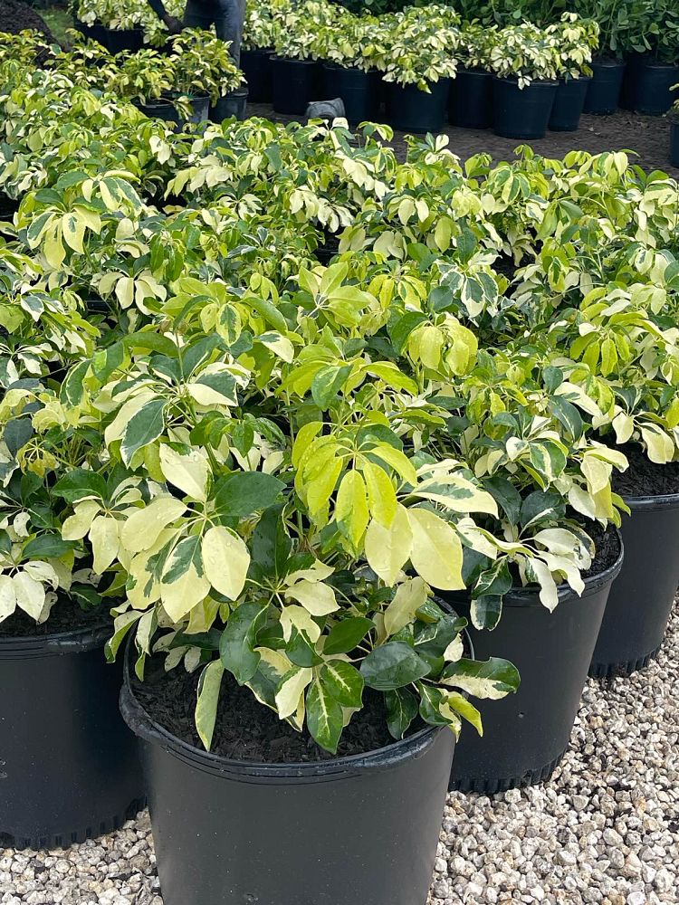 schefflera-arboricola-dazzle-umbrella-tree