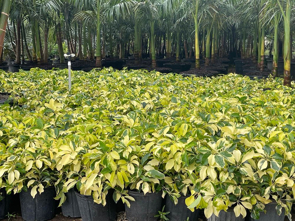 schefflera-arboricola-dazzle-umbrella-tree