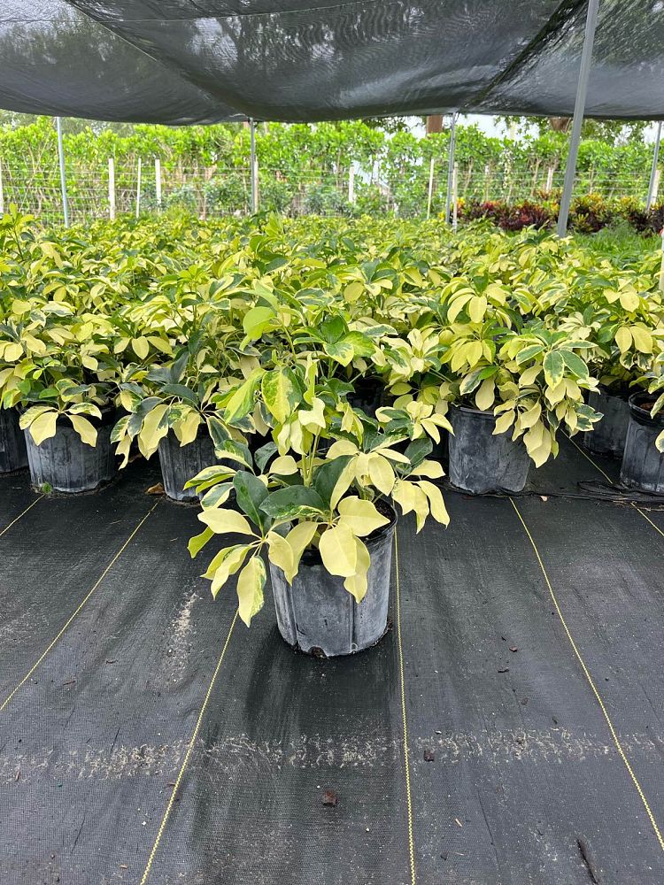 schefflera-arboricola-dazzle-umbrella-tree