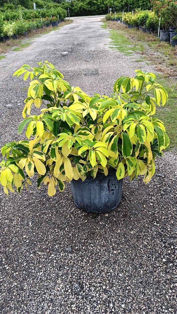 schefflera-arboricola-dazzle-umbrella-tree