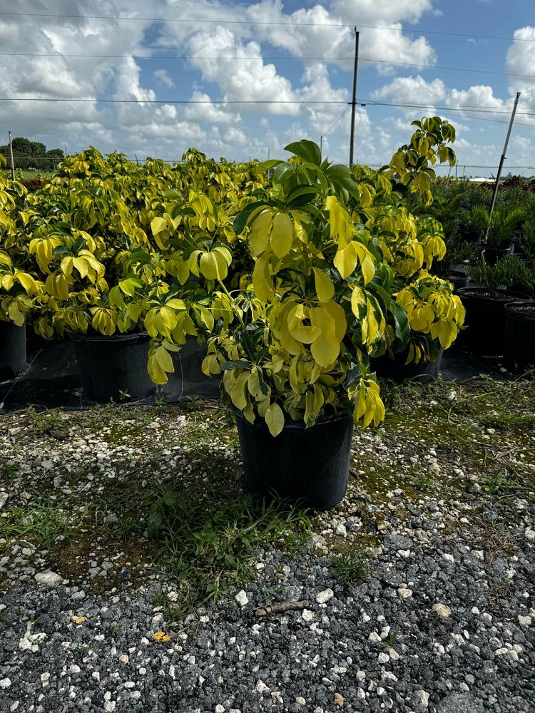 schefflera-arboricola-dazzle-umbrella-tree