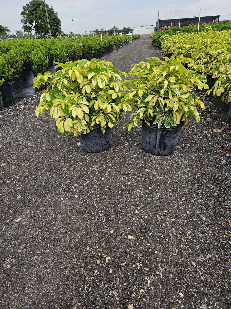 schefflera-arboricola-dazzle-umbrella-tree