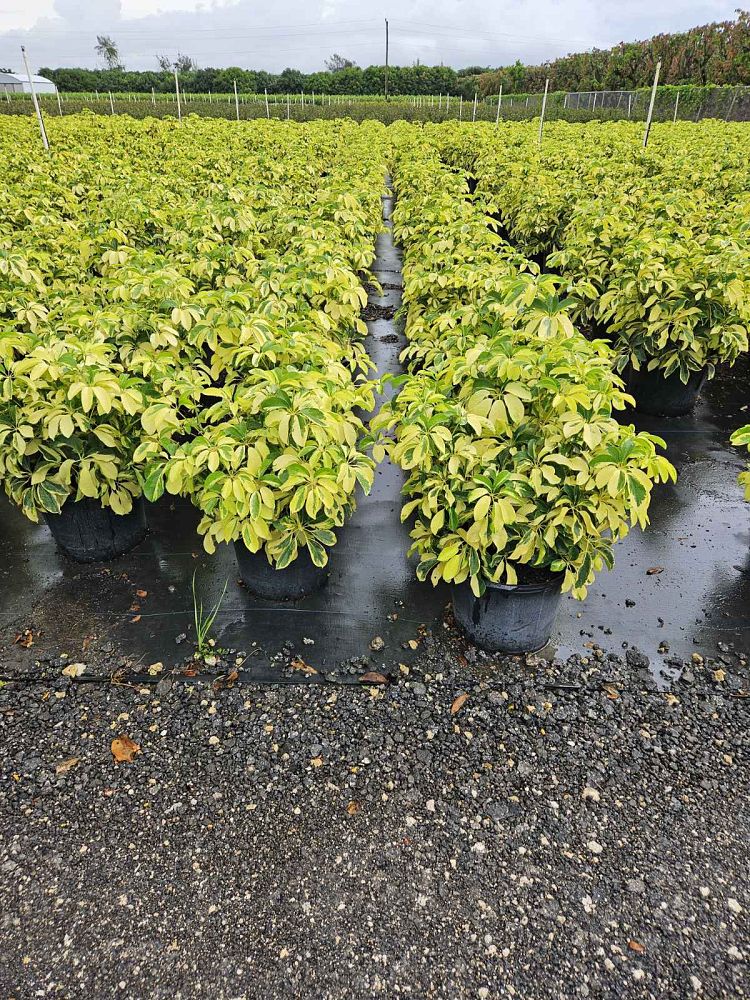 schefflera-arboricola-dazzle-umbrella-tree