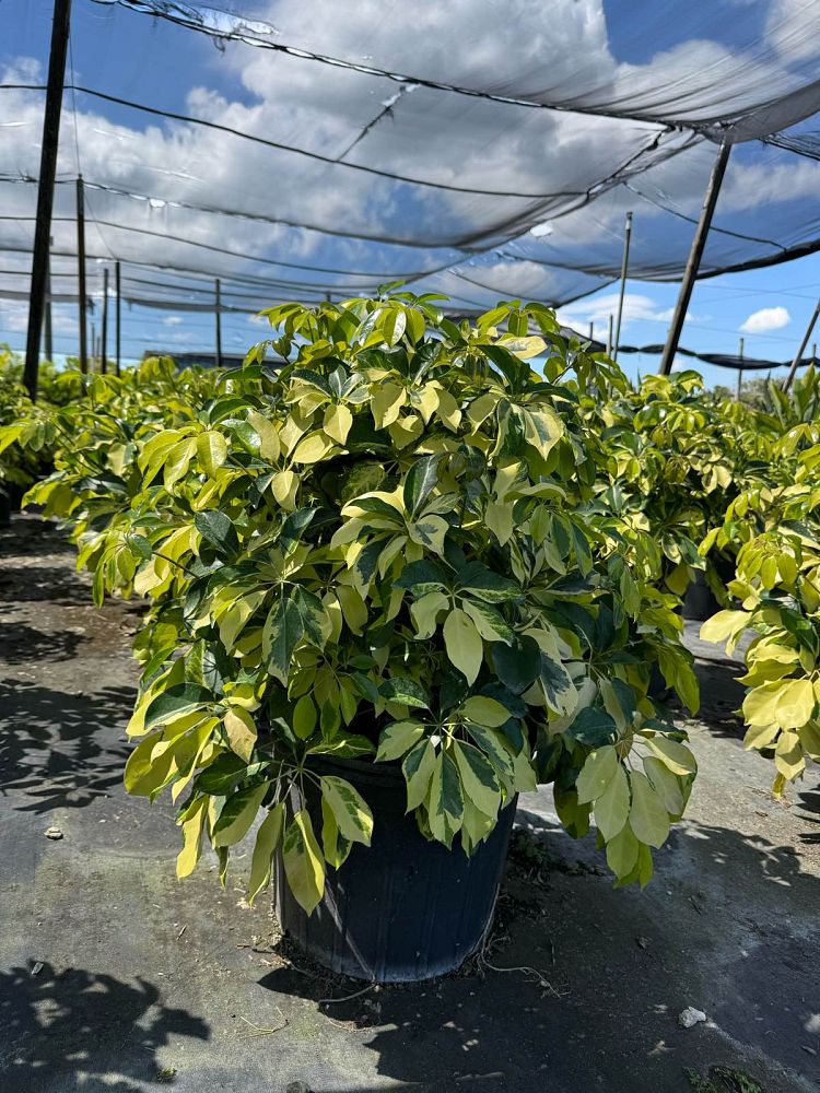 schefflera-arboricola-dazzle-umbrella-tree