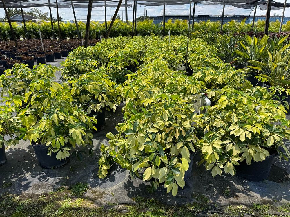 schefflera-arboricola-dazzle-umbrella-tree
