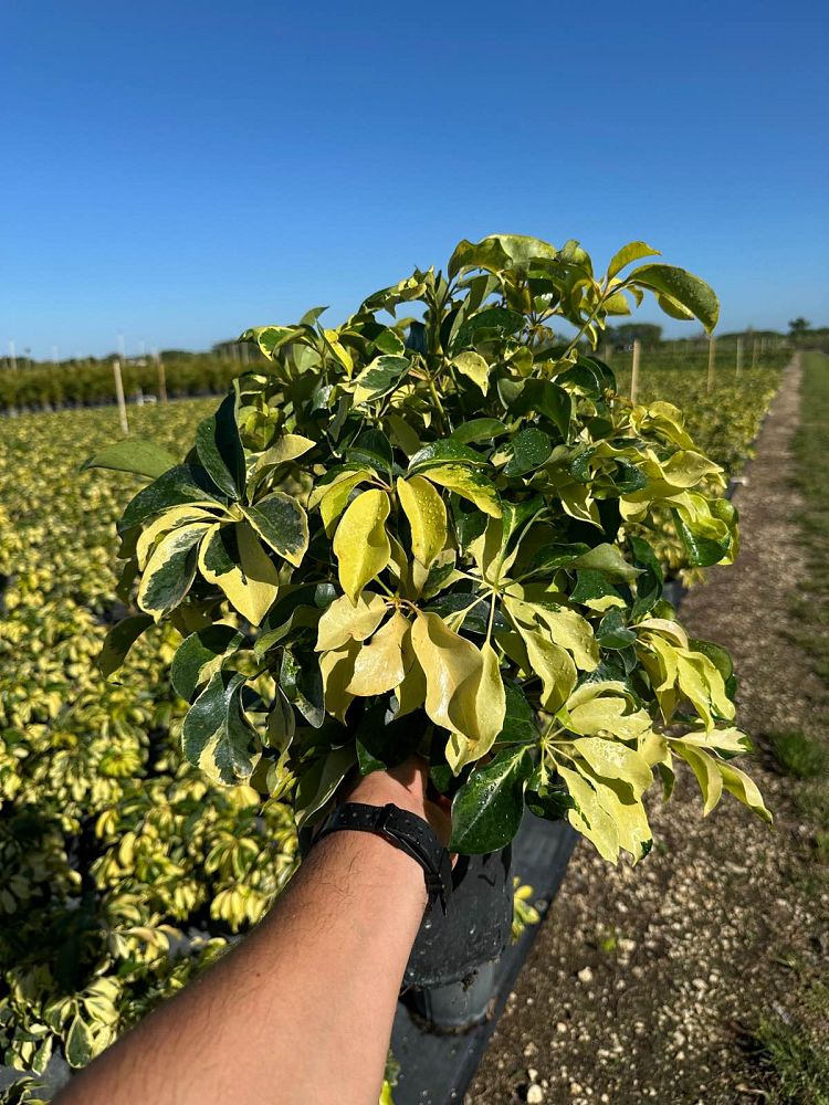 schefflera-arboricola-dazzle-umbrella-tree