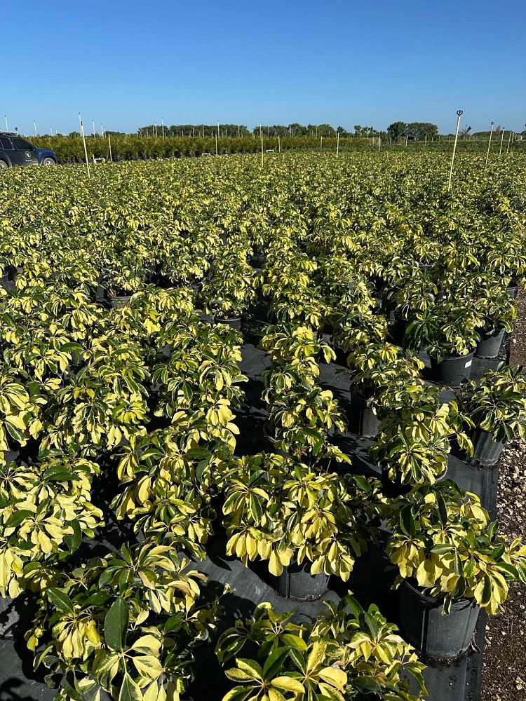 schefflera-arboricola-dazzle-umbrella-tree