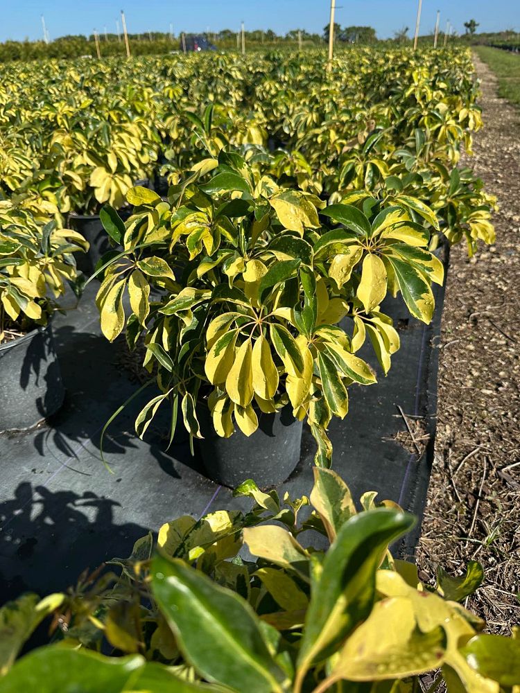 schefflera-arboricola-dazzle-umbrella-tree