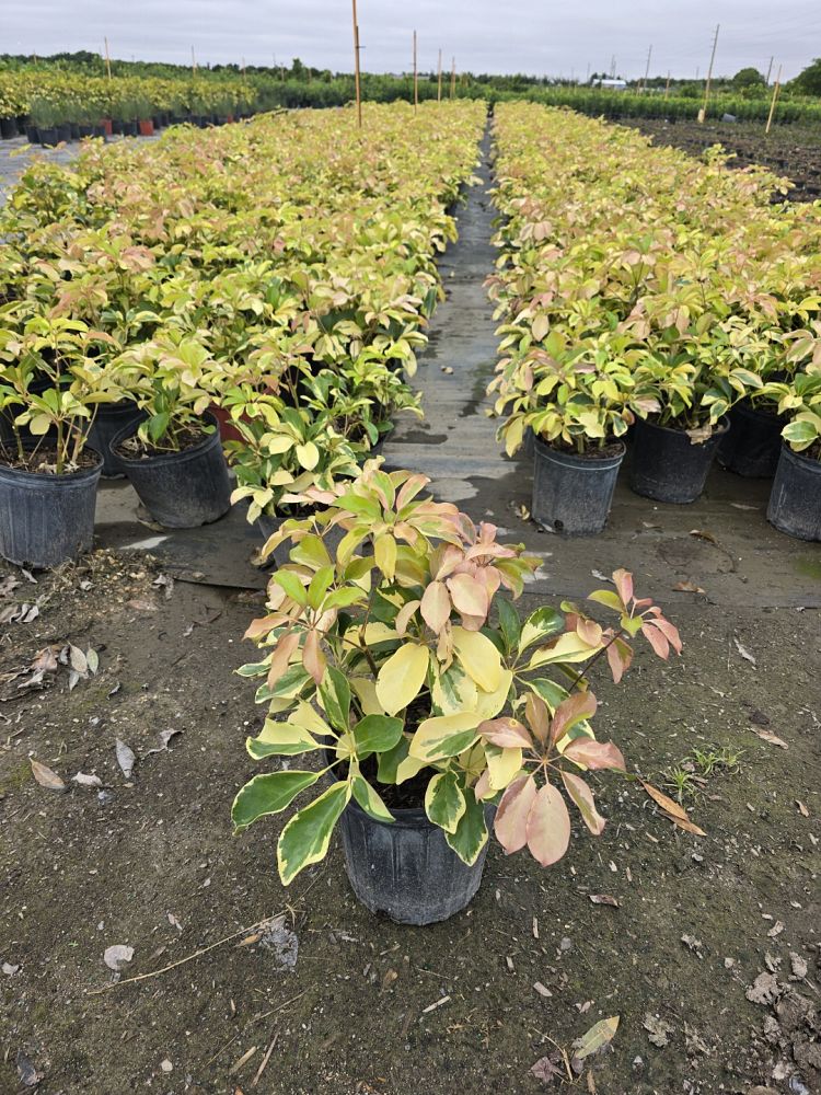 schefflera-arboricola-dazzle-umbrella-tree