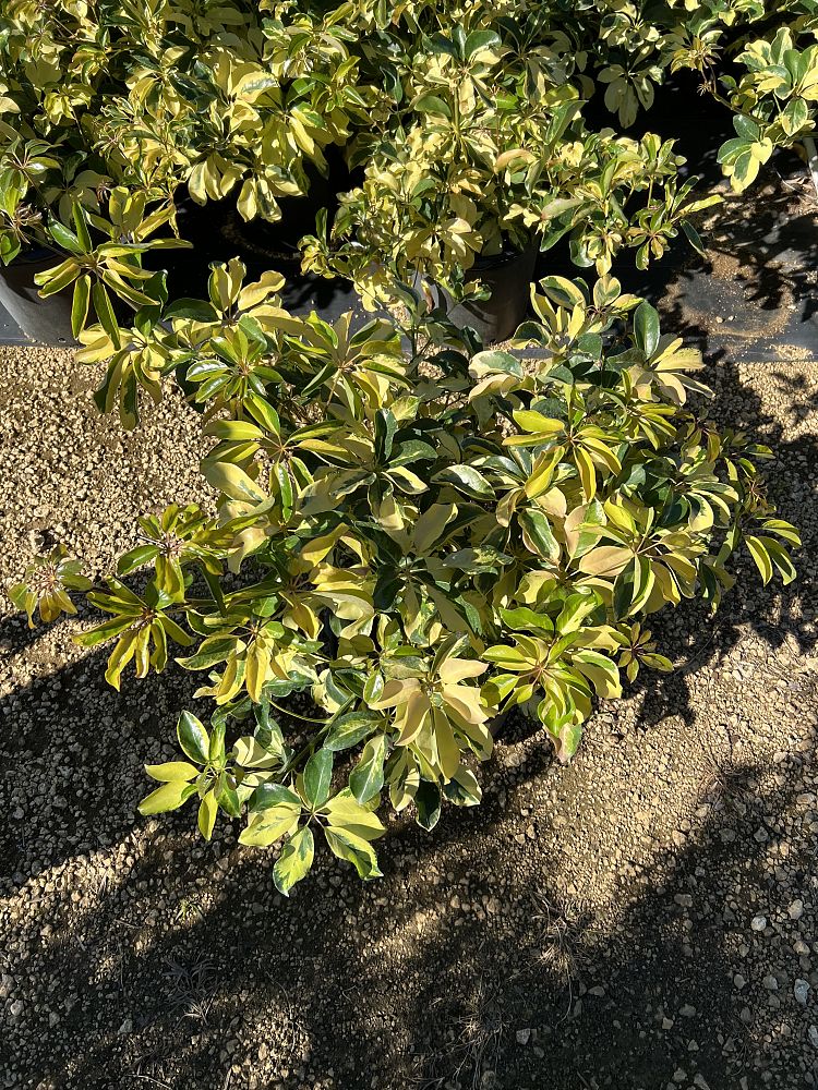 schefflera-arboricola-dazzle-umbrella-tree