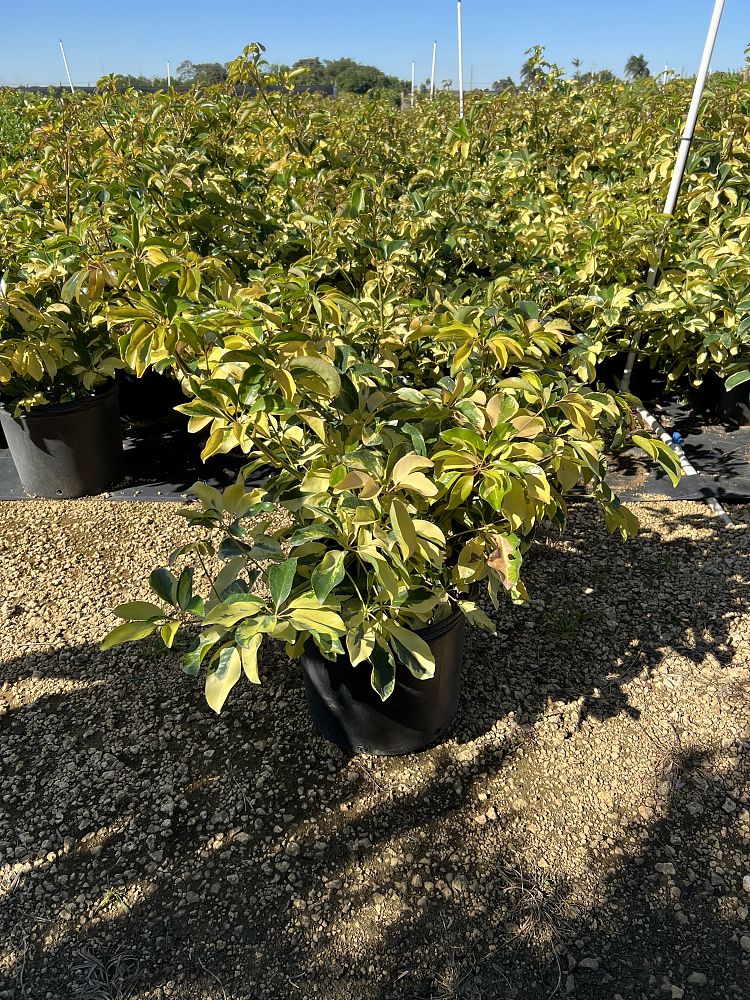schefflera-arboricola-dazzle-umbrella-tree
