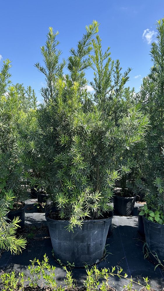 schefflera-arboricola-dazzle-umbrella-tree