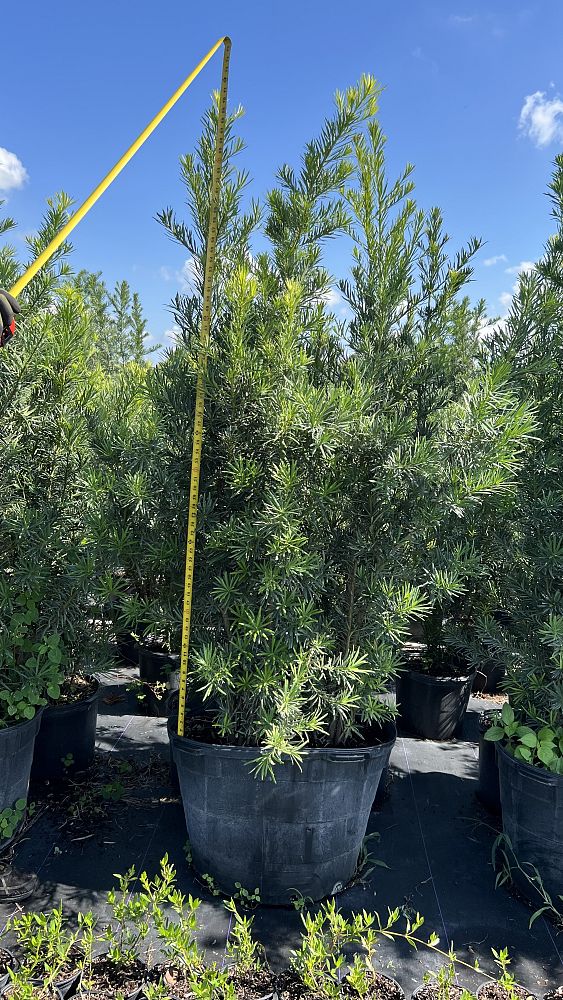 schefflera-arboricola-dazzle-umbrella-tree