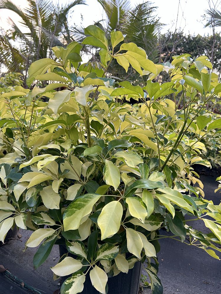 schefflera-arboricola-dazzle-umbrella-tree
