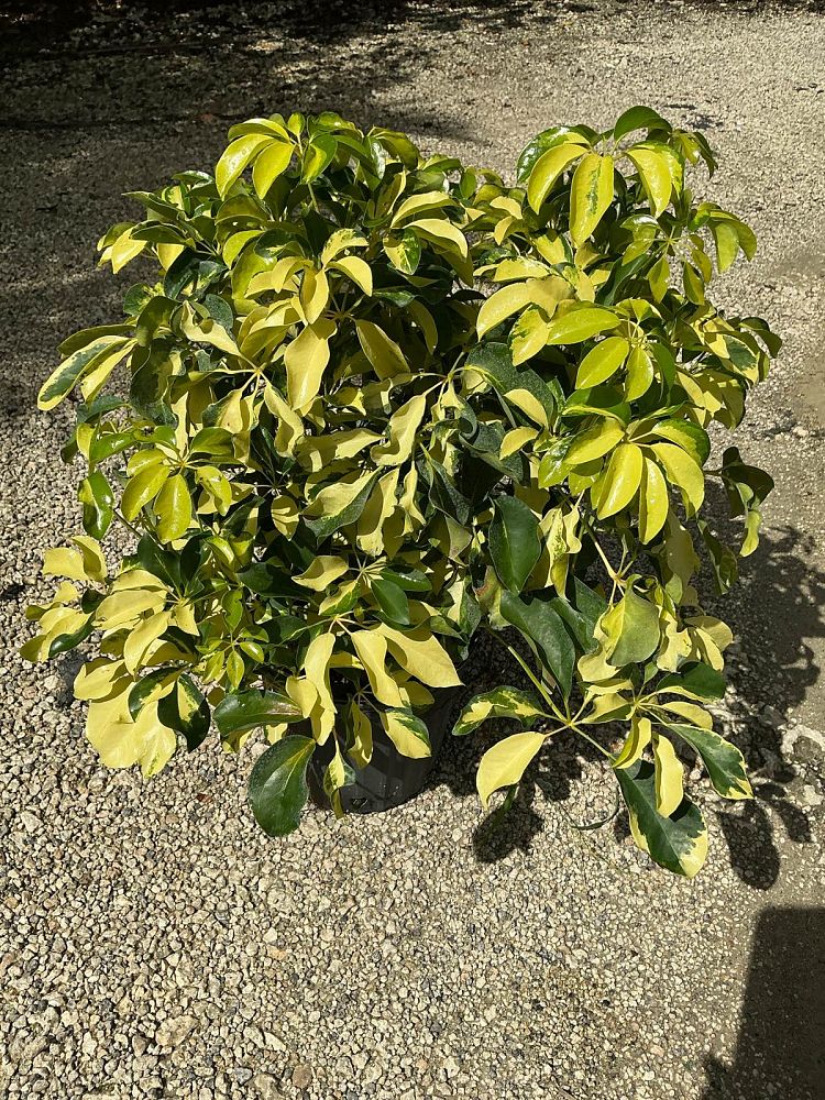 schefflera-arboricola-dazzle-umbrella-tree