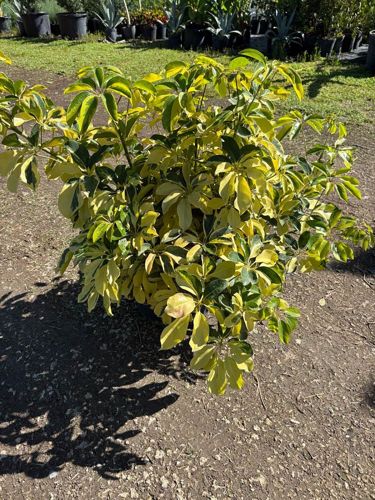 schefflera-arboricola-dazzle-umbrella-tree
