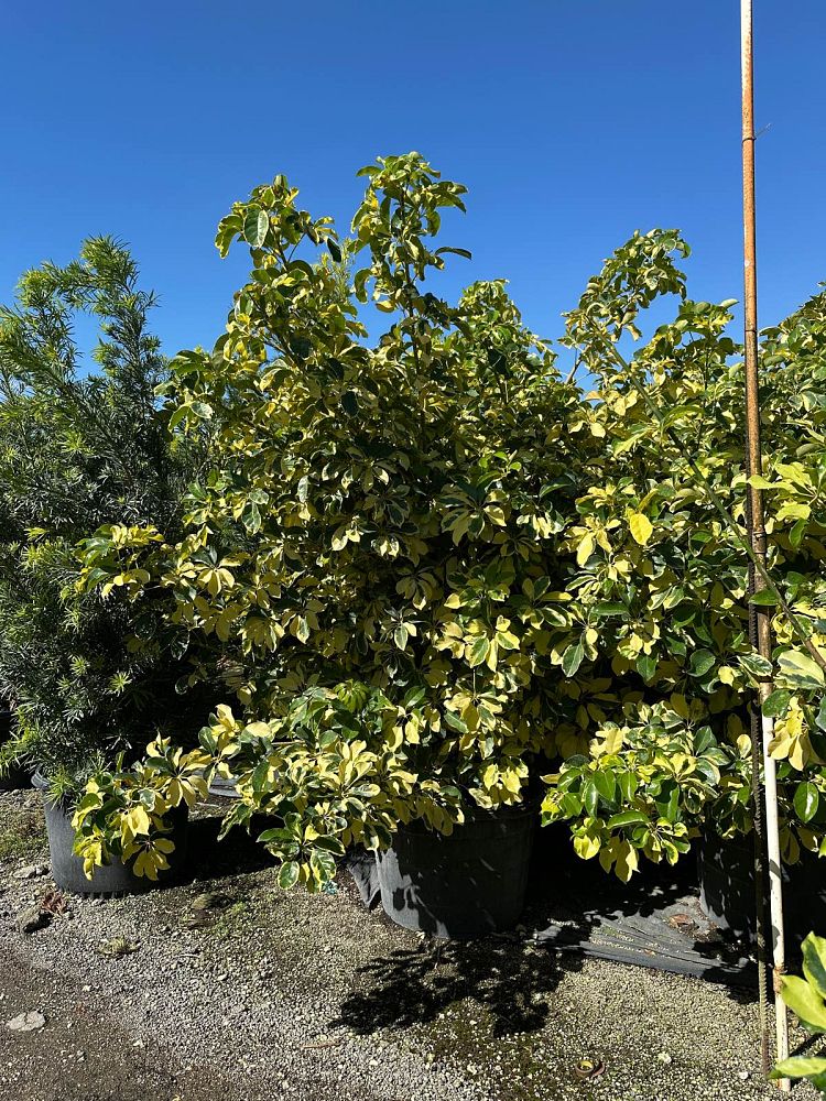 schefflera-arboricola-dazzle-umbrella-tree