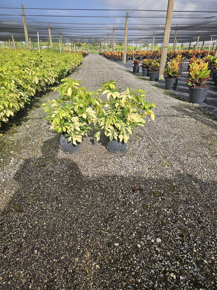 schefflera-arboricola-dazzle-umbrella-tree