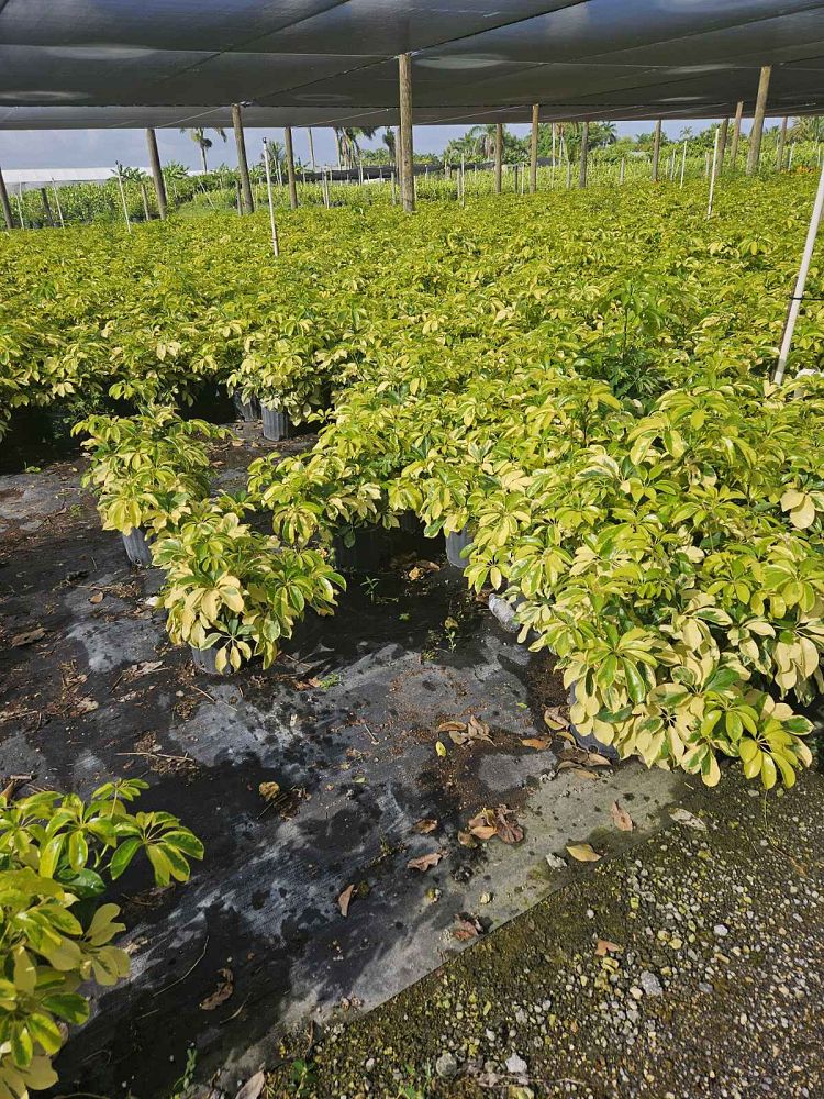 schefflera-arboricola-dazzle-umbrella-tree
