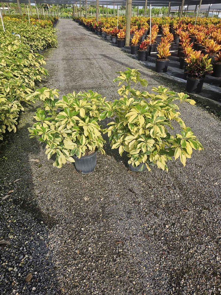 schefflera-arboricola-dazzle-umbrella-tree