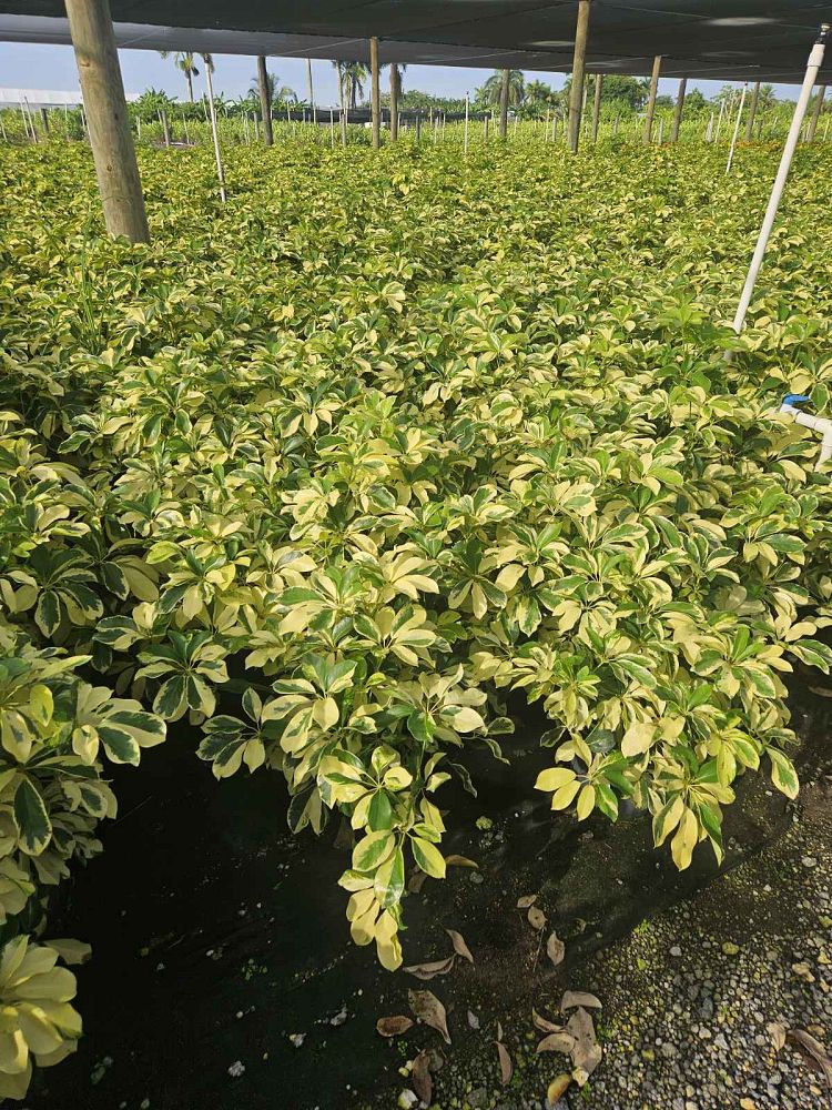 schefflera-arboricola-dazzle-umbrella-tree