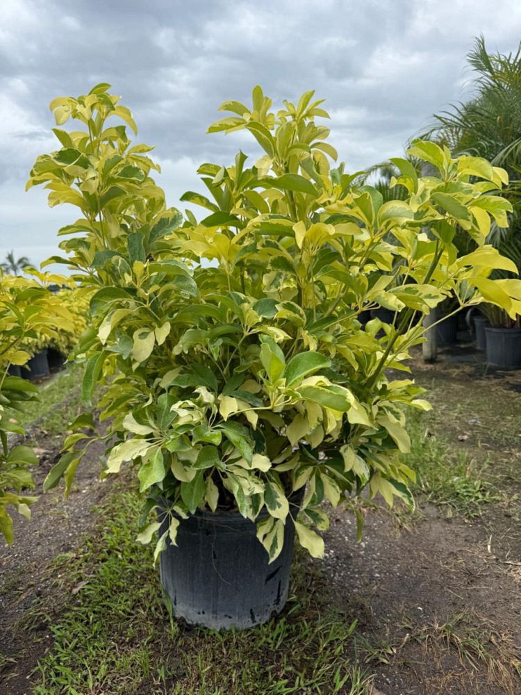 schefflera-arboricola-dazzle-umbrella-tree