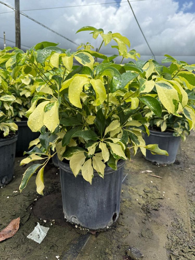 schefflera-arboricola-dazzle-umbrella-tree