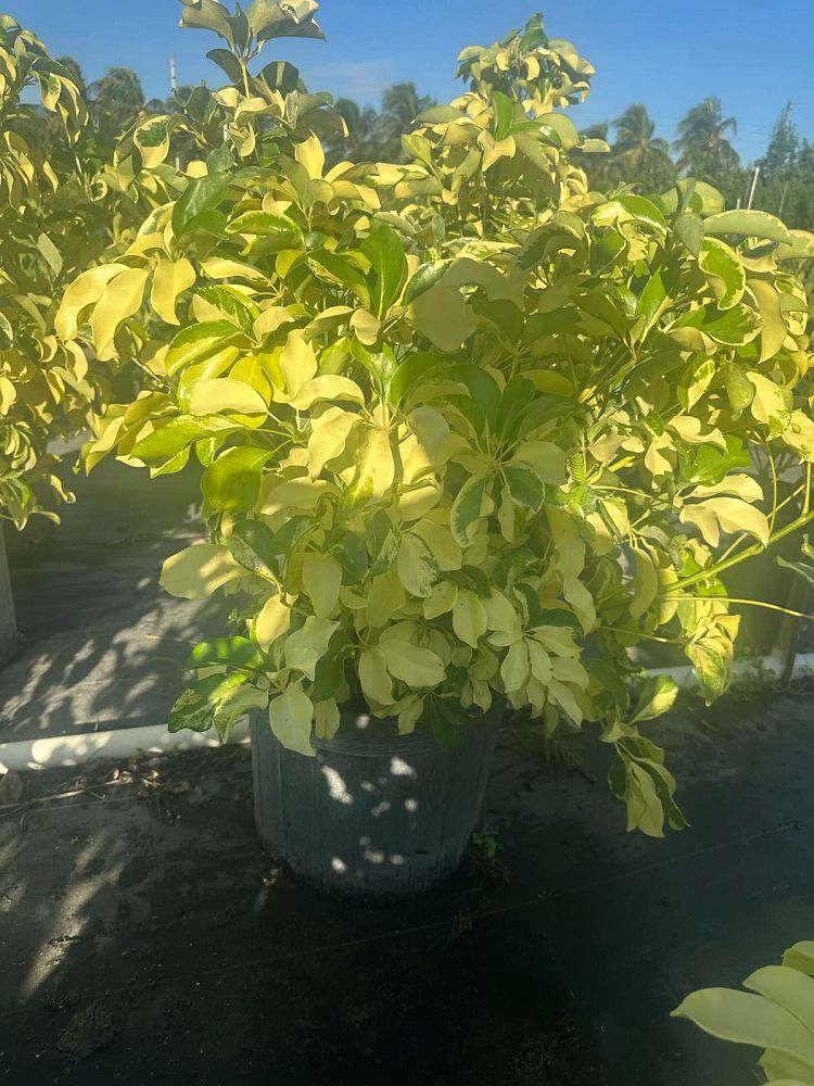 schefflera-arboricola-dazzle-umbrella-tree