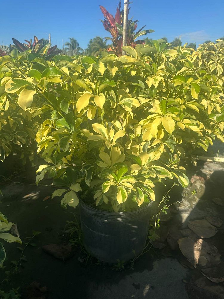 schefflera-arboricola-dazzle-umbrella-tree