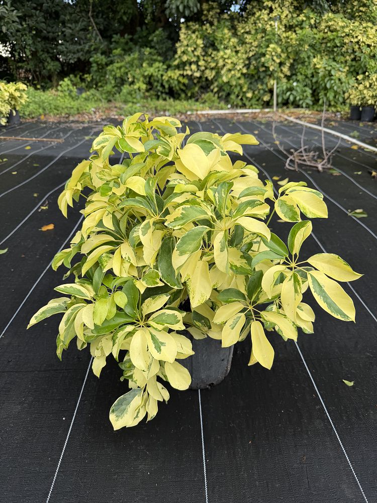 schefflera-arboricola-dazzle-umbrella-tree