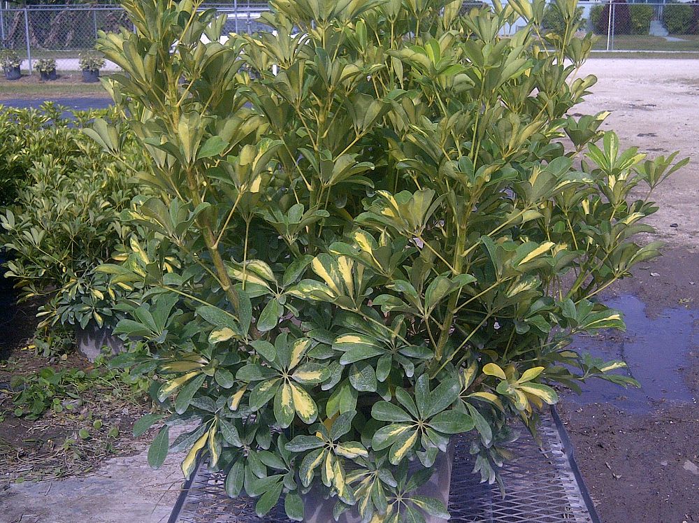 Gold Star Nursery, LLC | plantANT.com Gold Star Nursery, LLC | plantANT.com