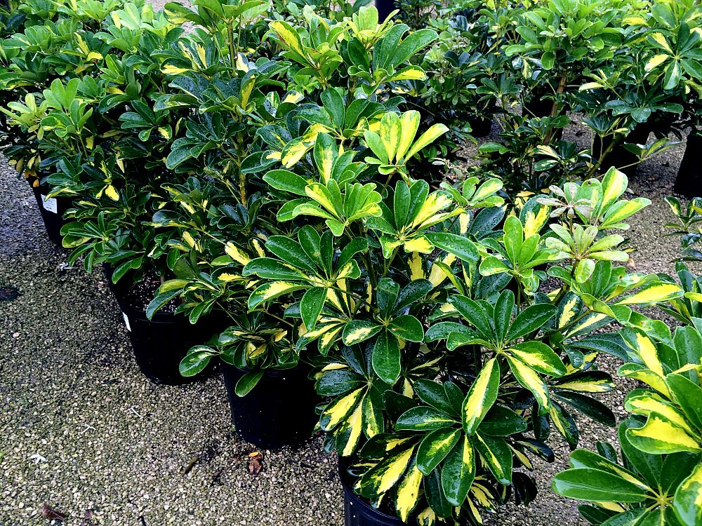 schefflera-arboricola-gold-capella-umbrella-tree