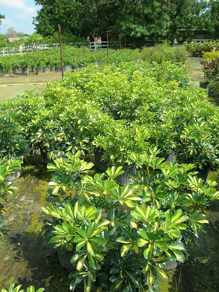 schefflera-arboricola-gold-capella-umbrella-tree