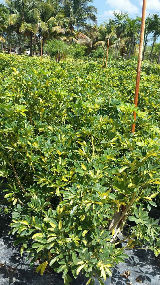 schefflera-arboricola-gold-capella-umbrella-tree
